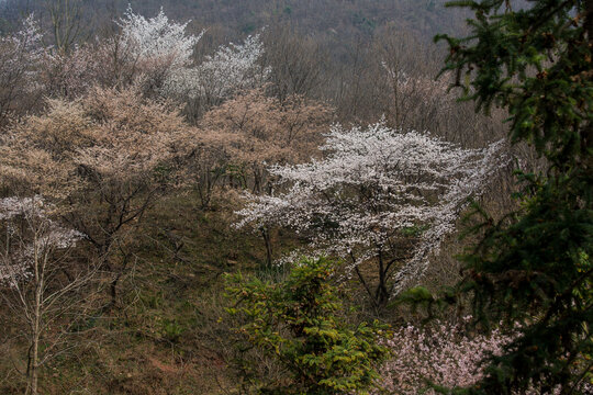 山花烂漫