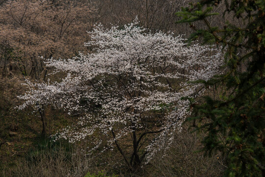 山花烂漫