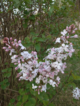 丁香花