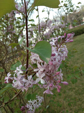 丁香花