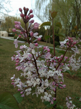 丁香花