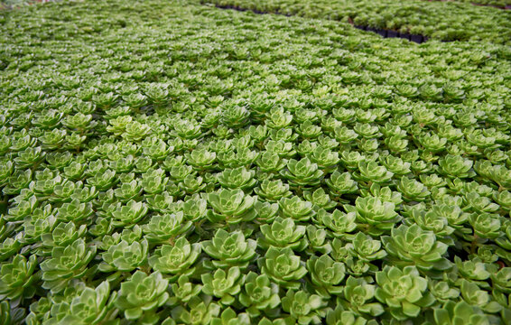 盆栽大片多肉植物