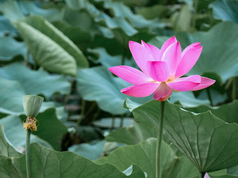 荷花