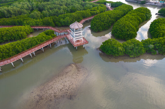 低空航拍电白海边红树林