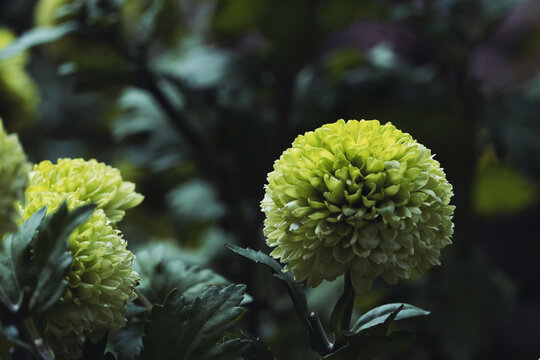 杭州植物园菊花展