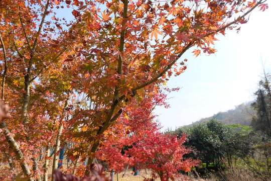 枫叶大山森林