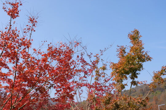 红叶山景风光