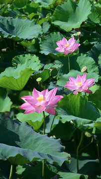 高清荷花素材壁紙