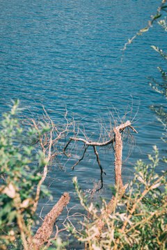 湖边枯树枝