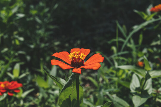 花朵特写