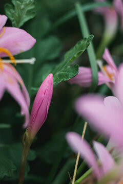 水仙花特写