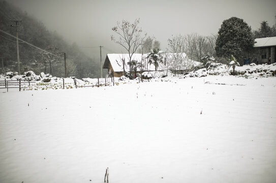 茶园雪景