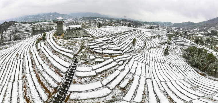 茶园雪景