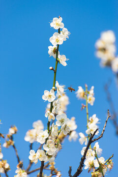 蜜蜂在梅花中飞翔