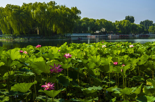 北京北海公园夏日风光