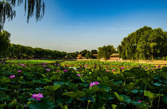 北京北海公园夏日风光