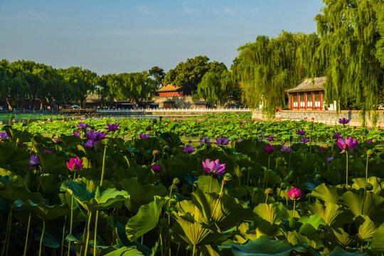 北京北海公园夏日风光