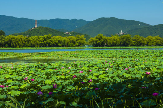 北京颐和园夏日风光