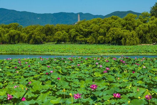 北京颐和园夏日风光