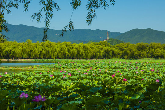 北京颐和园夏日风光