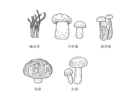 手绘山珍菌菇