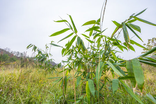 麻竹