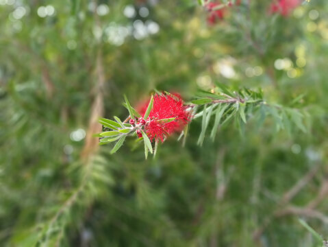 芙蓉花