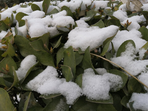 雪后植被