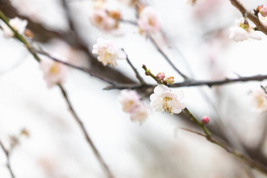 广州萝岗香雪公园梅花