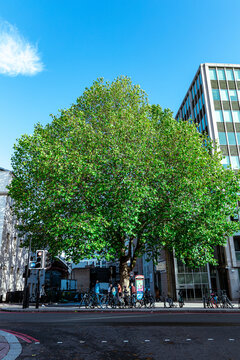 英国伦敦维多利亚站的参天大树