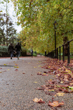 英国伦敦某公园的落叶与行人