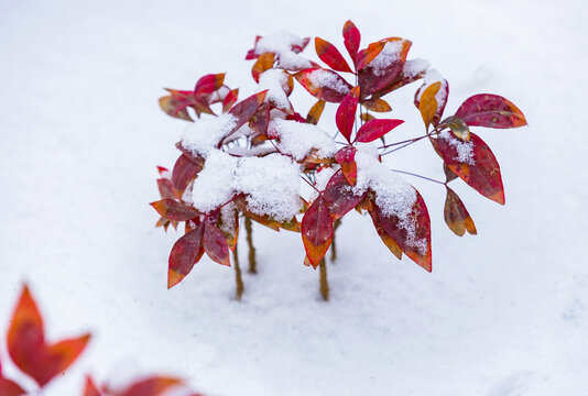 白雪映红叶