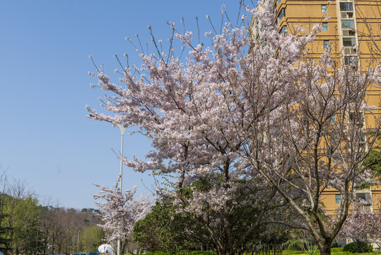 樱花树