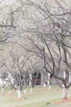 萝岗香雪市民广场梅花