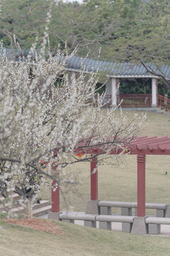 萝岗香雪市民广场梅花