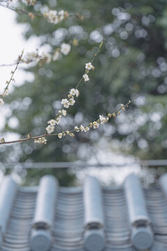 萝岗香雪市民广场梅花