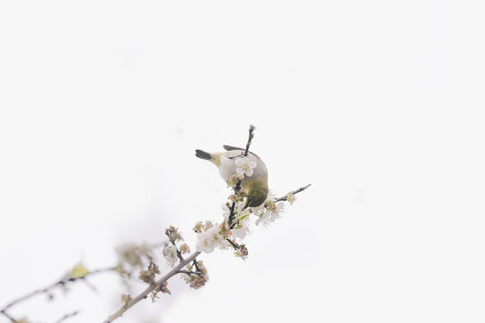 梅花上的暗绿绣眼鸟