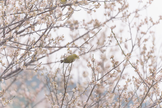 梅花上的暗绿绣眼鸟