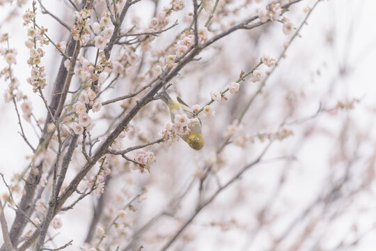 梅花上的暗绿绣眼鸟