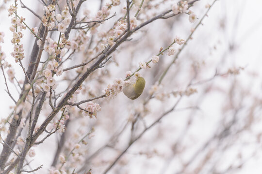 梅花上的暗绿绣眼鸟