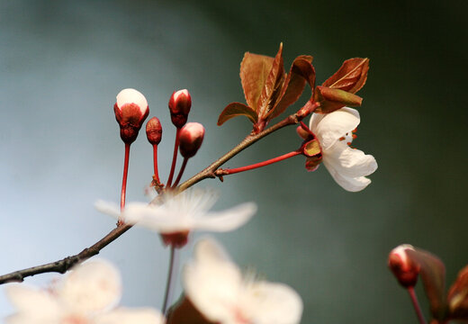 花枝