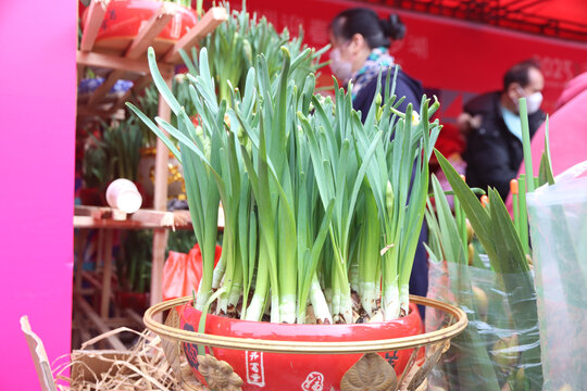 水仙花