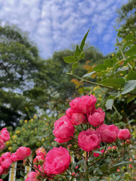 鲜花春季