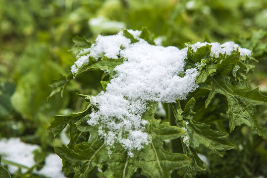 冰雪下的蔬菜