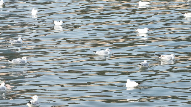 青岛海鸥飞翔