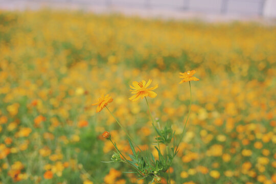 小雏菊