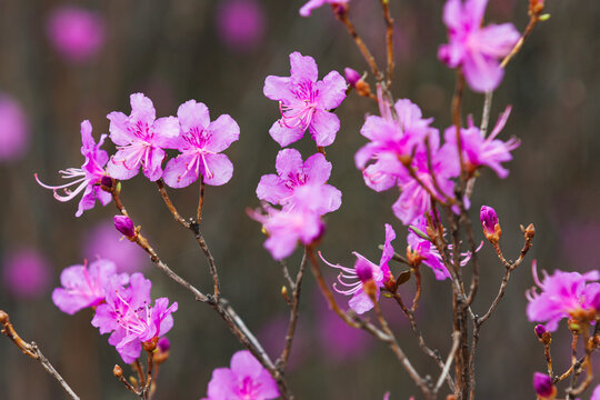 杜鹃花