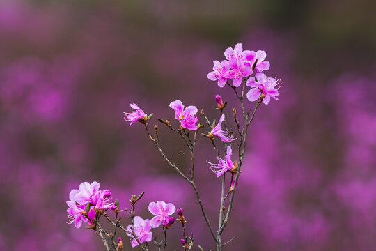 花枝俏杜鹃花