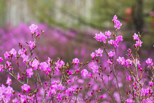 兴安杜鹃花