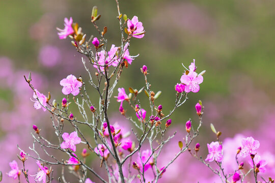 春天盛开杜鹃花